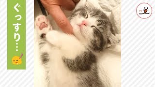 気持ちよさそうに眠っている子猫ちゃん💕 その可愛すぎる寝顔に…キュンっ💗【PECO TV】