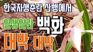 한국자생춘란 산행에서 대박~대박~  백화 대주~