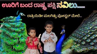 ಕಾಡು ಬಿಟ್ಟು ನಾಡಿಗೆ ಬಂದ ನವಿಲು....‌ ನವಿಲು ಎಲ್ಲಿ ಇತ್ತು ಗೊತ್ತಾ?‌ ಈ‌ ವಿಡಿಯೋ ನೋಡಿ. #peacock #city