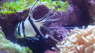 Cardinal Banggai laying eggs(1)