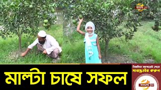 নোয়াখালীতে মাল্টা চাষ করে সফলতা | Noakhali News Update | Bangla TV