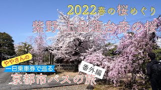 一日乗車券で巡る京都市バスの旅　番外編　春の京都　桜巡り2022_14　上品蓮台寺の桜