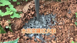 野外发现红火蚁穴！往里灌入“水泥浆”，48小时后凝固成艺术品