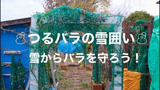 地植えのつるバラの雪囲い・・・バラを雪から守ろう！！