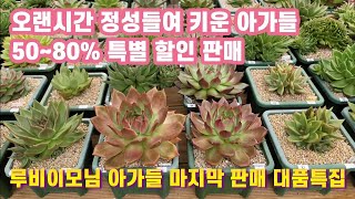 💝판매완료💝#이삐다육 명품 아가들 50~80% 특별 할인판매 #루비 이모님 초창기 아가들 대품 특집 #묵둥이 어디서도 볼수없는 가격으로 준비했습니다