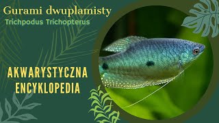 Akwarystyczna encyklopedia - gurami dwuplamisty (Trichpodus trichopterus)