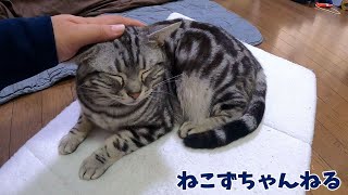 パパにいじられて甘えるんです♪　アメリカンショートヘア「さん」　ねこずちゃんねる761 #猫 #ねこ #cat #アメショ