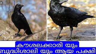 കാക്കകൾ| All about explained in malayalam