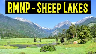 Rocky Mountain National Park | Sheep Lakes | Wildlife |Geology | Travel Tips from a Local