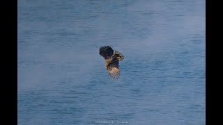 White-tailed Sea Eagle Hunting Coots