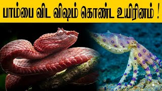 பாம்பை விட விஷம் கொண்ட உயிரினம் ! | SooriyanFM | Blue-ringed octopus