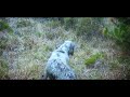 Caccia in Irlanda Spot @setteradventures caccia beccacce e beccaccini , woodcock hunt ireland