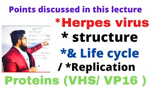 herpes virus| structure of herpes virus | life cycle / replication of herpes virus VHS VP16 proteins