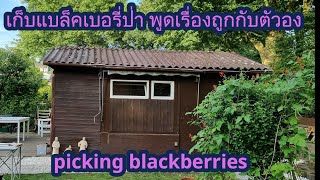 ชีวิตเมียฝรั่งเก็บแบล็คเบอรี่ป่า เล่าเรื่องตัวเองติดโควิดสายพันธุ์ คนไทยในต่างแดน Brombeeren