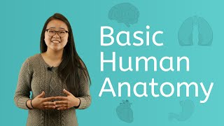 Let's Explore Basic Human Anatomy
