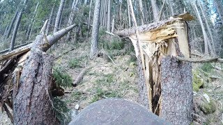 Dangerous Hihg tension windblown tree removal