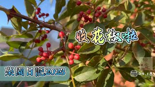 菜园日记2023.09.18 | 四年花椒树今年第一次结了满树的花椒