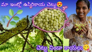 మా చెట్టు ఉసిరికాయలు😋|| home garden|| usirikayalu😍#garden #homegarden #usirikaya