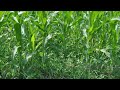 Maize -III (Weed Management in Maize)