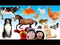 What Do You See? Song | Animals and Sounds | Learn English Kids