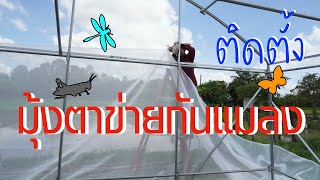 ติดตั้งมุ้งตาข่ายกันแมลงโรงเรือนปลูกผัก I พรรณแปลงกรีนเฮ้าส์ โรงเรือน กาฬสินธุ์