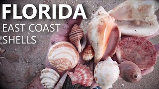 FL East Coast: Sunrise SHELL HAUL | Singer Island