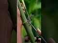 satisfying diy amazing bamboo nature slingshots diycrafts