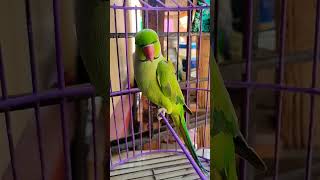 കുഞ്ഞാ ഇങ്ങ് വാ | parrot talking video #shortvideo #parrot #parrottalking #parrotvideo #pet #viral