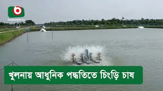 খুলনায় আধুনিক পদ্ধতিতে চিংড়ি চাষ