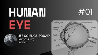 Human eye (part 1) Nervous system, sensory organ #neet #csirnet #biology #class11th