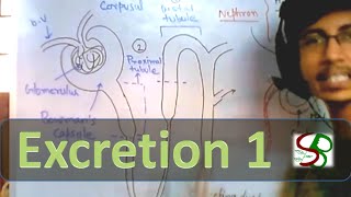 Excretory system - excretion 1