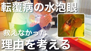 【金魚飼育】救えなかった‥転覆病の水泡眼　改めてその理由を考察します。