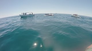 Guy climbs on whale surrounded by sharks