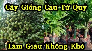 Cây Giống Cau Tứ Quý Cao To Mập Mạp Giống Chuẩn Dễ Trồng Và Chăm Sóc