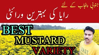 Best Variety of Mustard for South Punjab |Khan pur Raya Variety | Super Raya Seed |Abid Ali Agrarian