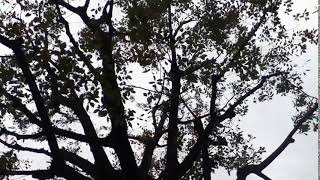 【動画素材TRE006】木、強風【Stock Footage Video】 Tree, Wind