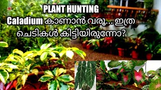 PLANT HUNTING# Zero cost #Garden tour# @ Angel's garden... Caladium ചെടികൾ.... വരൂ നമുക്ക് കാണാം....