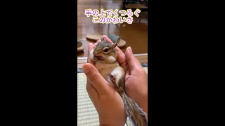 【シマリス】手の上でくつろぐシマリス