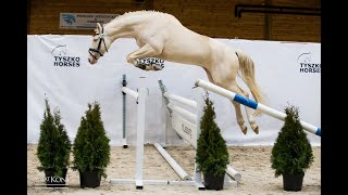 ZOLTAR - licensed cremello 4 y.o. warmblood stallion in loose jumping