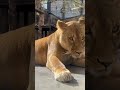 イオ姫の優雅なひととき ライオン zoo 旭山動物園 shorts