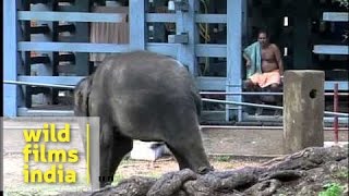 Cute baby elephant at Elephant Training Center in Kodanad, Kerala