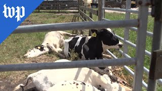 Over 200 cows dead after Hurricane Ian at this Florida farm
