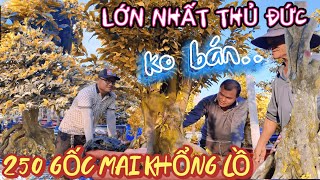 ĐÃ TÌM RA khu vườn bí ẩn chứa hàng trăm cây phôi mai khổng lồ Hoàng Minh có 3 vườn lớn nhất Thủ Đức