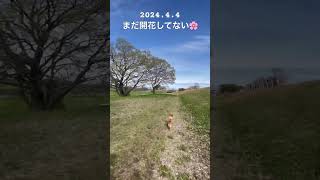 2024.4.4桜咲くか⁉️🌸#いぬ#いぬすたぐらむ #いぬのいる生活 #dog #dogs #doglovers#犬#犬のいる暮らし