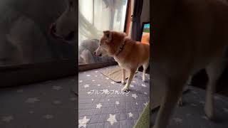 私はダンシングヒロイン #柴犬 #ミックス犬