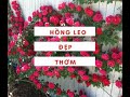 Cách trồng Hồng leo ngoài đát  Nhà vườn tuấn kiệt