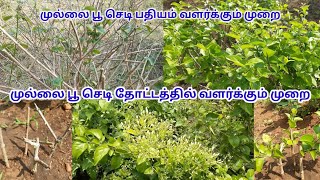 முல்லைப்பூ செடி தோட்டத்தில் வளர்க்கும் முறை