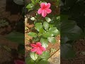 just a random shot hibiscus nature ytshorts shortsfeed trendingshorts music