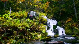 Shirogane Fudo Autumn Waterfall 4k UHD. (10 hours). Waterfall Noise/ Sleep/ Relax/ Meditation/ Yoga.