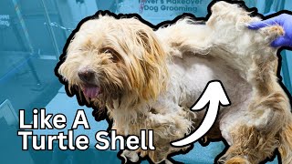 Severely Matted Dog Grooming | One SOLID Shell of Fur